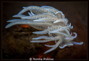 blows away by Nonna Pokras 